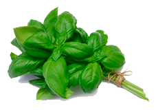 Купить семена базилика