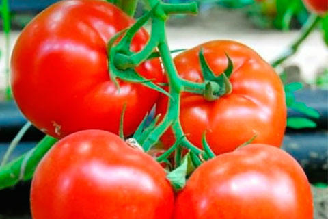 Что нужно знать, покупая семена томатов