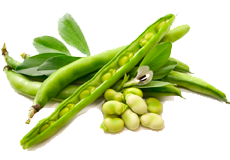 Купить семена фасоли