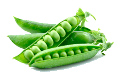 Купить семена гороха