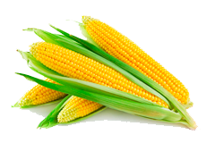 Купить семена кукурузы