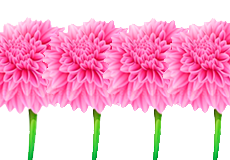 Купить семена многолетних цветов