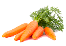 Купить семена моркови