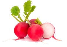 Купить семена редиса