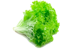 Купить семена салата