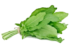 Купить семена щавеля