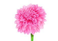 Купить семена цветов