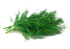 Купить семена укропа