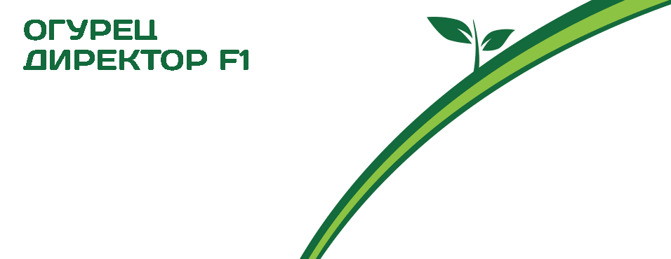 Огурец Директор