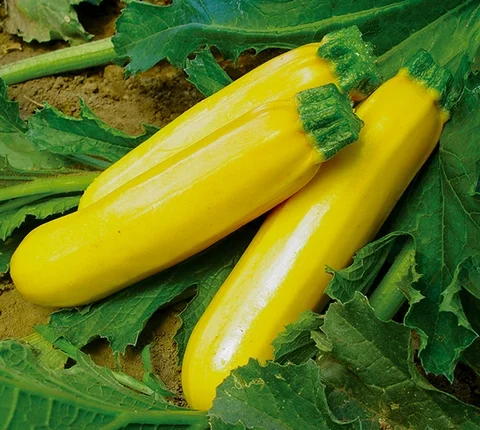 Семена кабачков