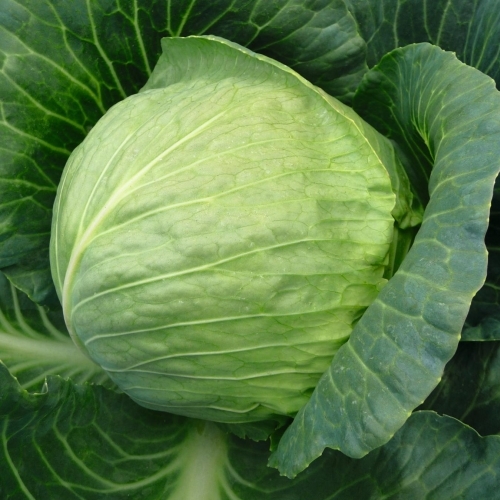 Семена капусты