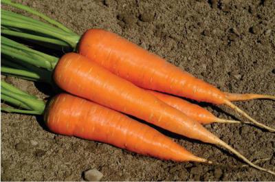 Семена моркови