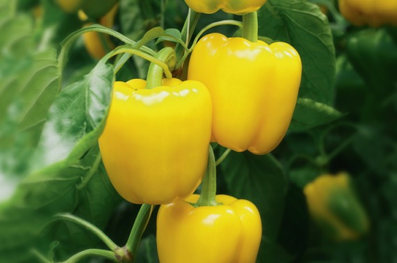 Семена перца