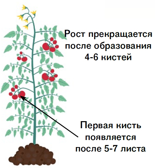 Детерминантные сорта