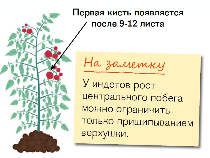 Индетерминантные сорта