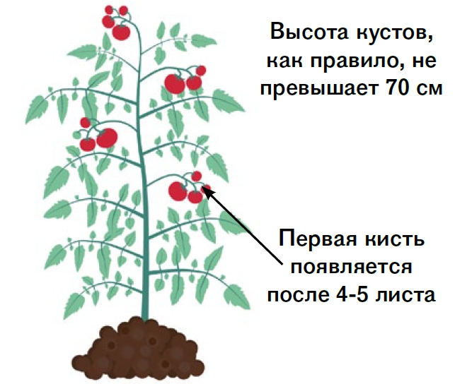 Штамбовые томаты