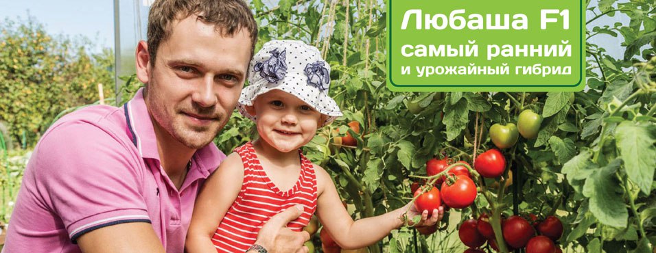 Томат ЛЮБАША F1